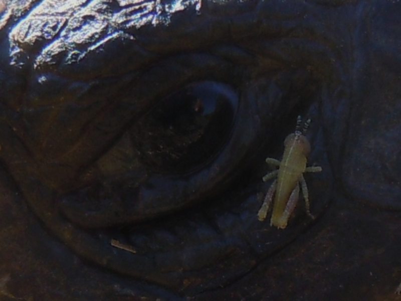 Testudo marginata...vecchissima!